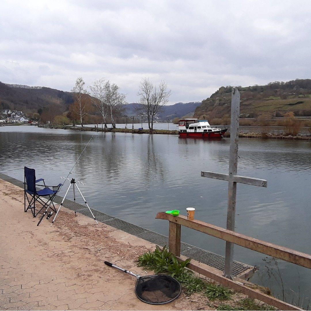 Mosel (Löf-Brodenbach) angeln