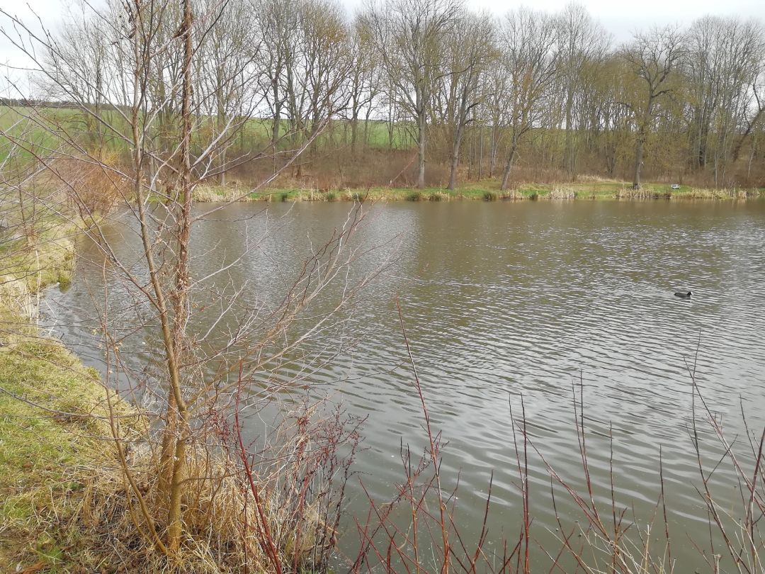 Trenkelhofer Teich angeln