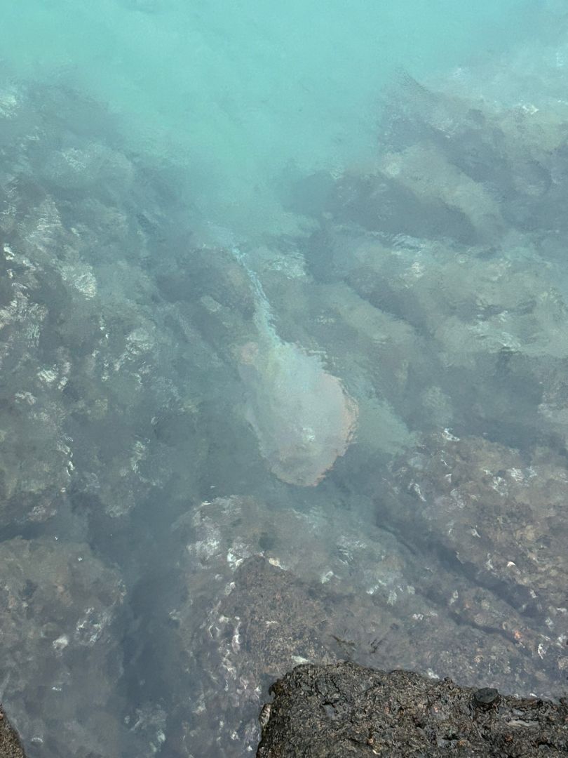 Airlie Beach angeln