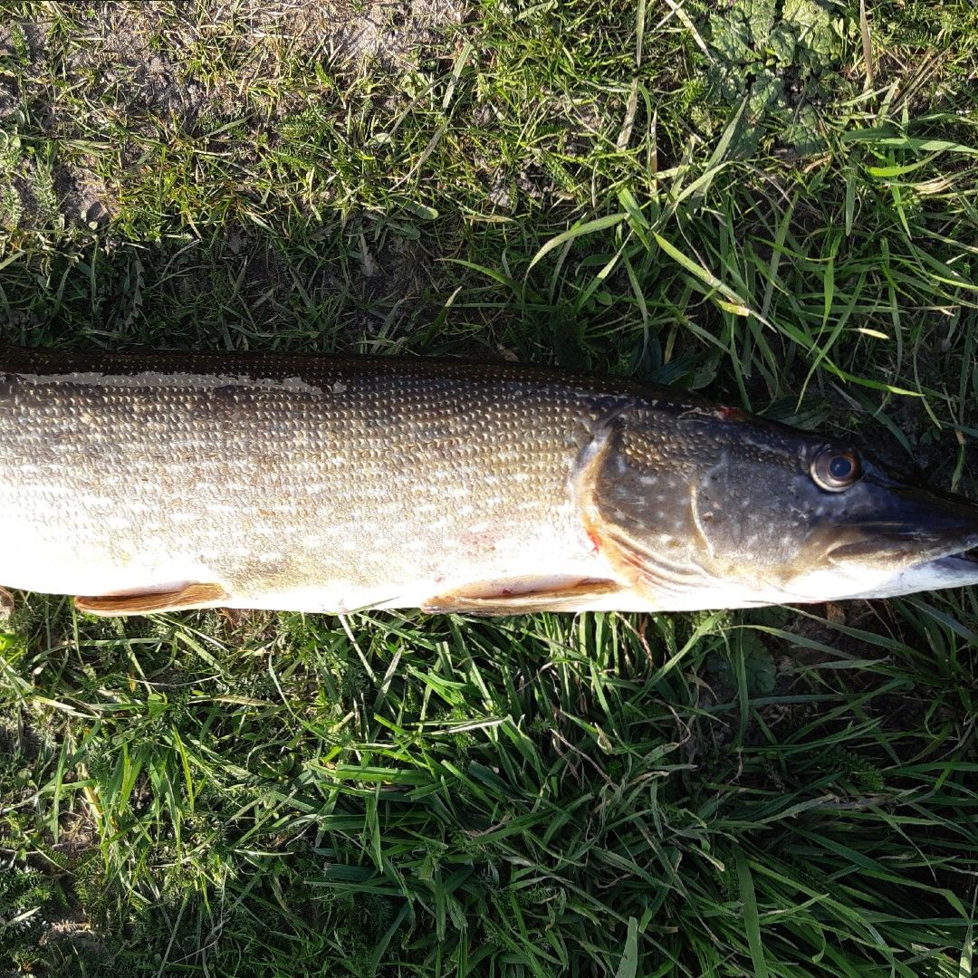 Twentekanaal (Lochem) angeln