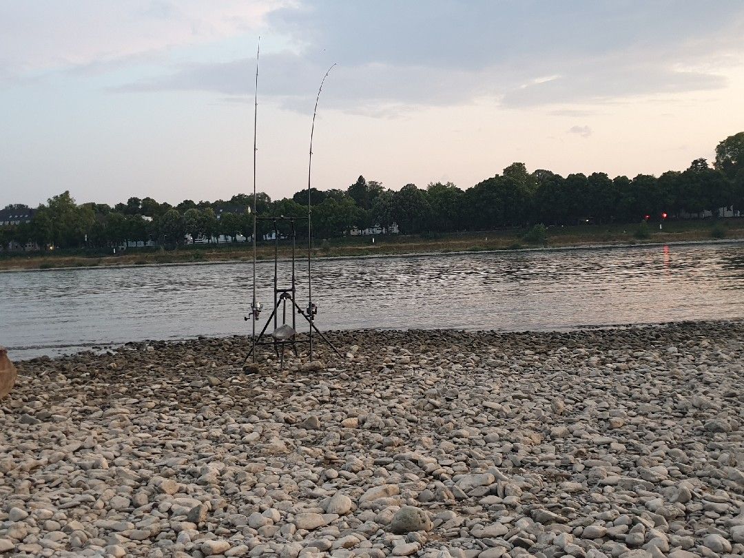 Rhein (Rodenkirchen) angeln