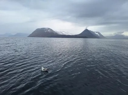 Ísafjarðardjúp