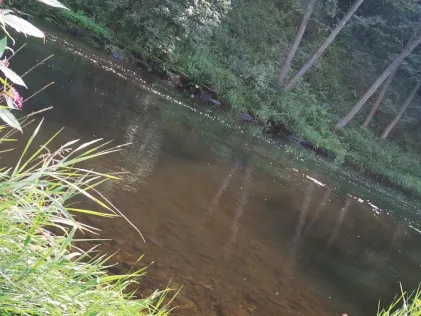 Saale (Talsperre Walsburg)
