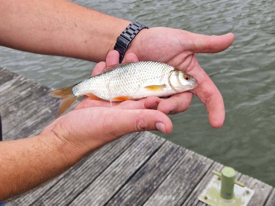 Kleine Vlieht (Medemblik) angeln