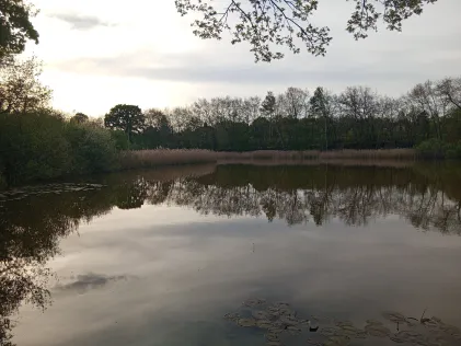 Schinkenteich (Plessa)