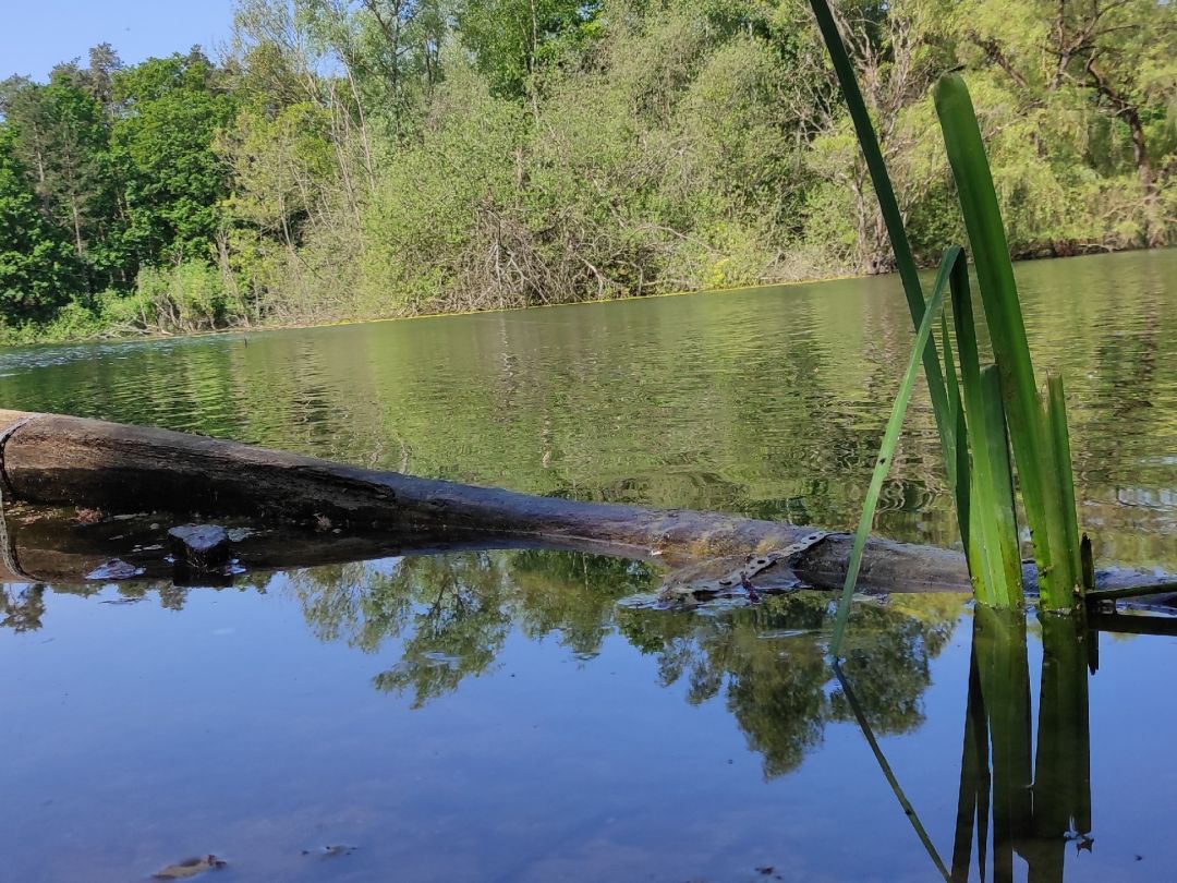 Waldsee (Fechenheim) angeln