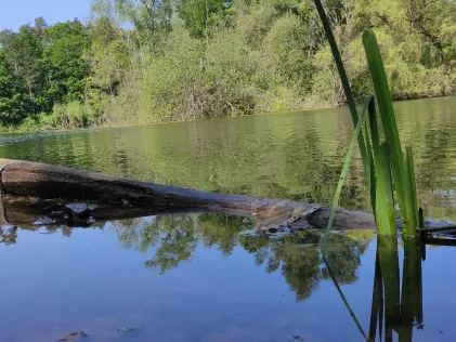 Waldsee (Fechenheim)