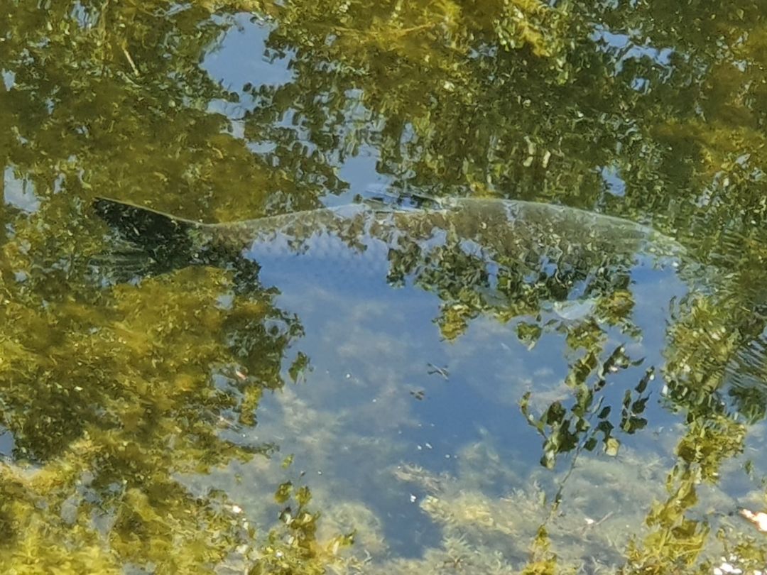 Speicher an der Spetze (Everingen) angeln