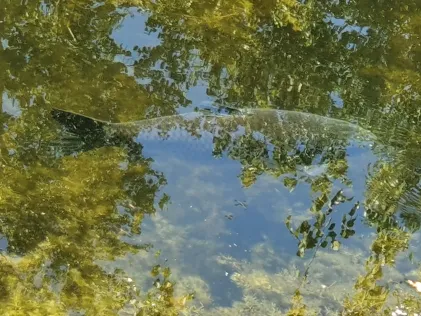 Speicher an der Spetze (Everingen)