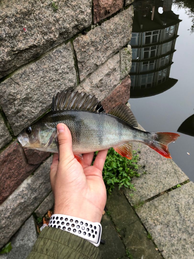 Alster (Hamburg-Eppendorf) angeln