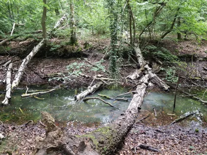 Weiher Brieselang