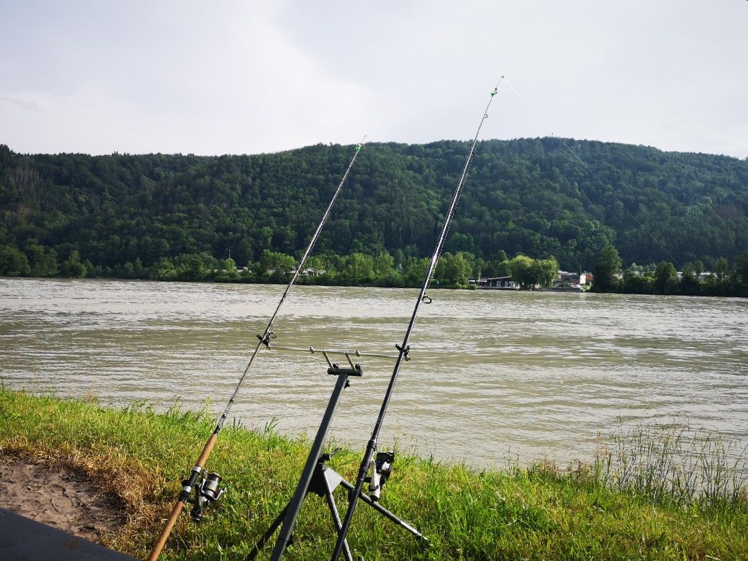 Donau (Obernzell) angeln