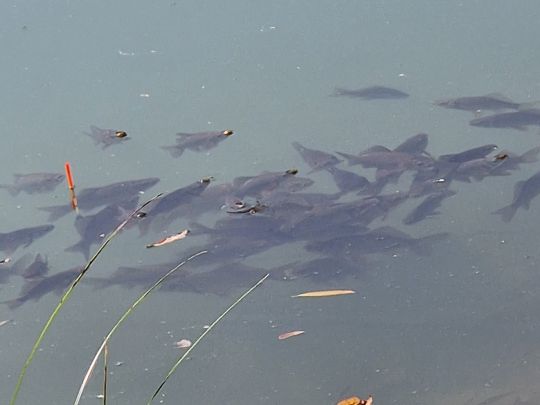 Badetonkuhle Aschersleben