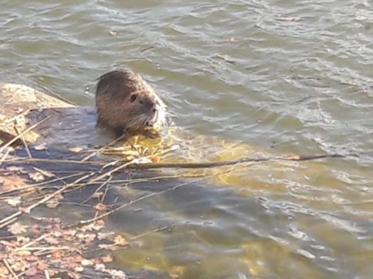 Allersee (Wolfsburg)-3