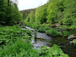 Flöha (Grünhainichen-Borstendorf)-2