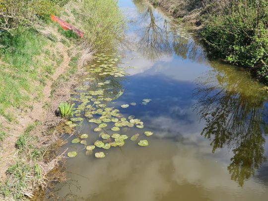 Krückau (Seestermühe)-1