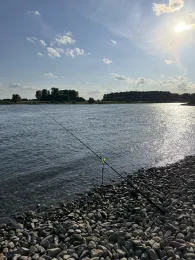 Rhein (Leverkusen-Hitdorf)-3