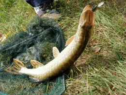 See Ehrentrup (Lage)-1