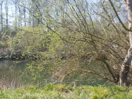 Neckar (Oferdingen)-1