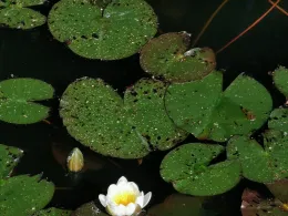 Bruchteiche (Bad Sooden-Allendorf)-2