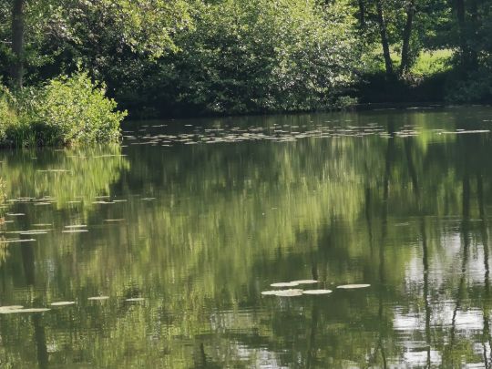 Bruchteiche (Bad Sooden-Allendorf)-1