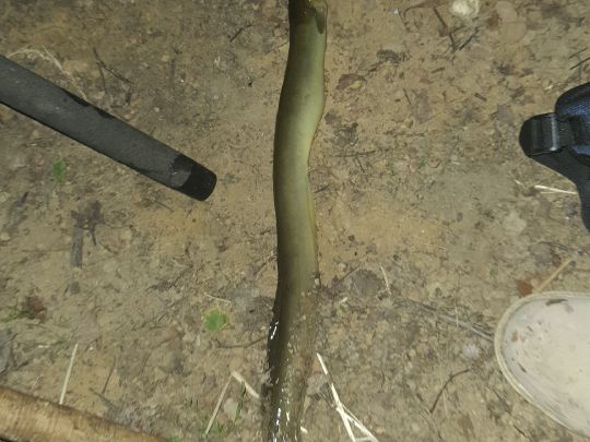 Wasserturmteich Leisenau-2