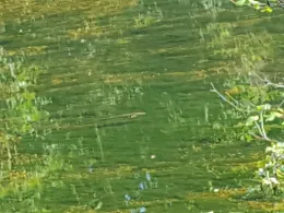 Wertach (Türkheim)-1