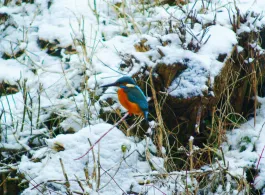 Emssee (Rheda-Wiedenbrück)