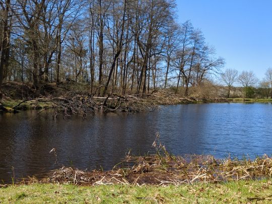 Teichanlage Luttmersen-3