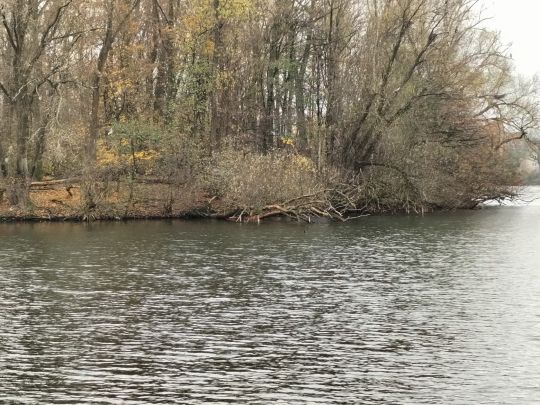 Neuer Teich (Wolfsburg) ALLE ANGELN