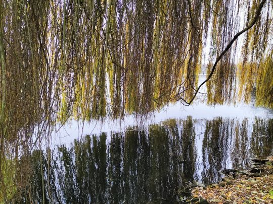 Neuer Teich (Wolfsburg) ALLE ANGELN