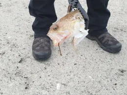 Kattegat (Bønnerup)-3