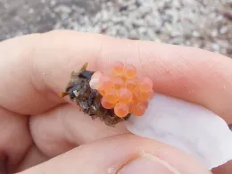 Ostsee (Usedom-Ückeritz)-3