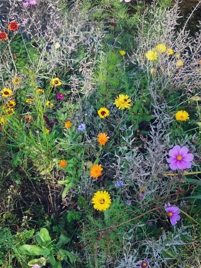 Moosbach (Högling)-3