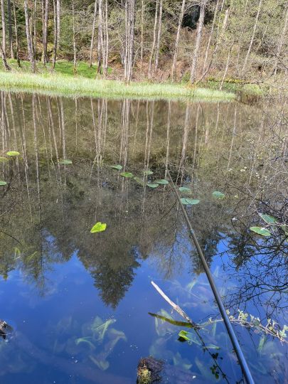 Eyach (Höfen an der Enz)