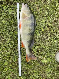 Rhein (Emmerich am Rhein)-4