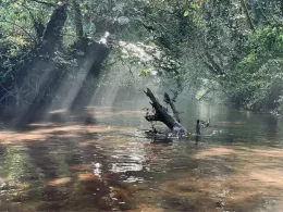 Wallalb (Wallhalben)