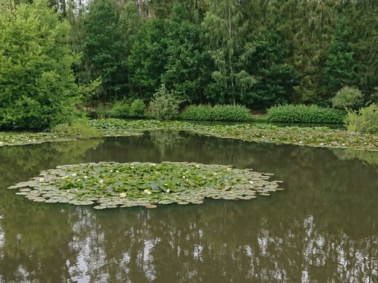 Grünfelder Teich-1