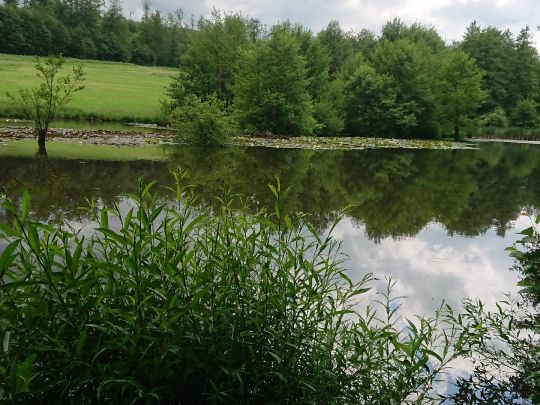 Grünfelder Teich-3