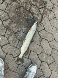 Riedwasser (Ichenheim)