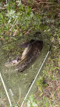 Saale (Saalfeld/Saale)