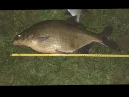 Rhein (Stein am Rhein)