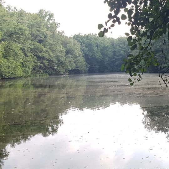 Steinbergsee (Berlin-Wittenau)