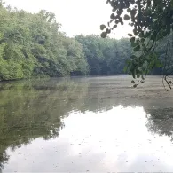 Steinbergsee (Berlin-Wittenau)