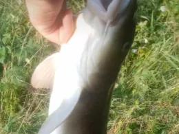 Eder (Birkenbringhausen)