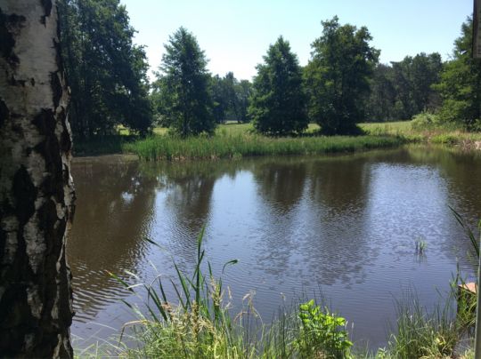 Neuer Teich (Uthausen) ALLE ANGELN