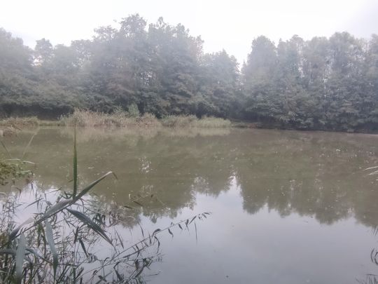 Mischteich (ASV Herrhausen )-2