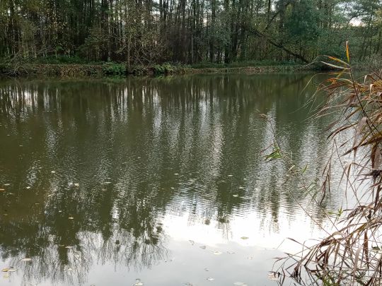 Mischteich (ASV Herrhausen )