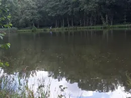 Herrenwiesenweiher (Birstein)