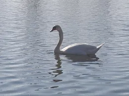 Teichanlage Birkach-3